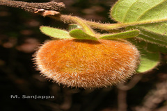 Diospyros saldanhae